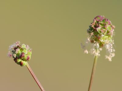 sanguisorba minor detail