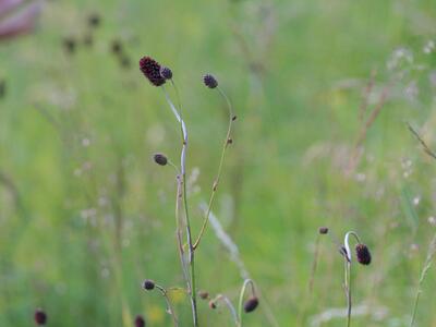 sanguisorba officinalis