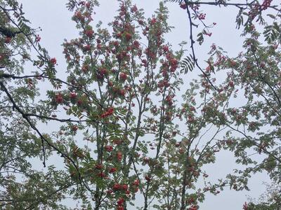 sorbus aucuparia ssp glabrata