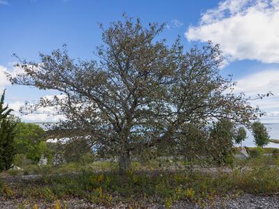 sorbus intermedia