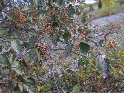 sorbus intermedia frucht