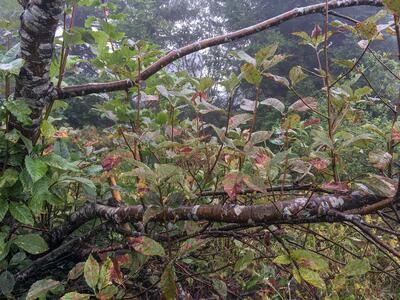 sorbus mougeotii