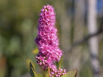 spiraea salicifolia