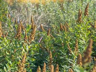 spiraea salicifolia habitus