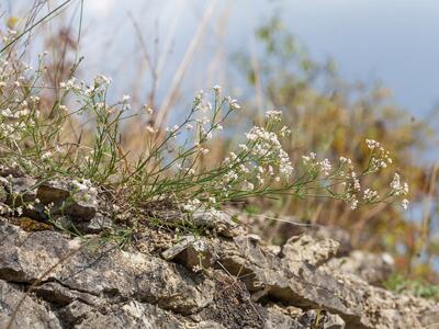 asperula cynanchica