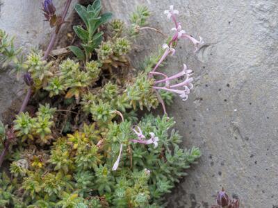 asperula suberosa