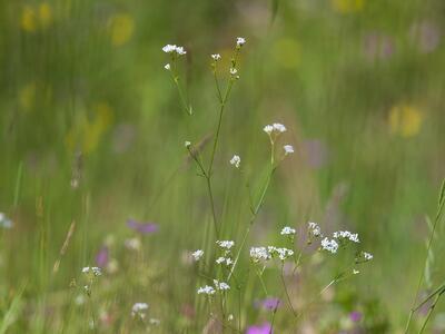 asperula tinctoria