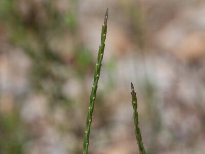 crucianella latifolia detail