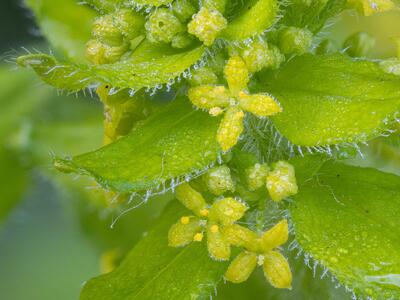 cruciata laevipes detail