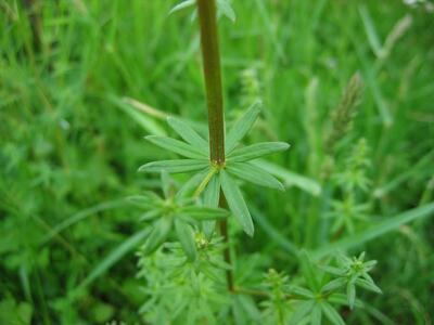 galium album blatt