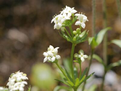 galium anisophyllon