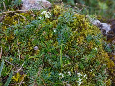 galium anisophyllon habitus