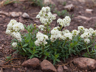 galium boreale