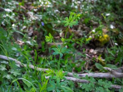 galium glaucum ssp glaucum