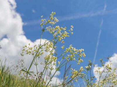 galium glaucum ssp glaucum bluete