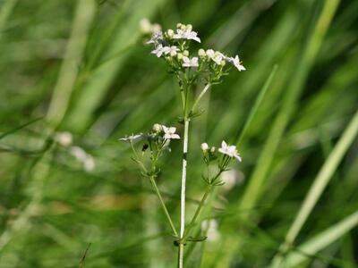 galium harcynicum