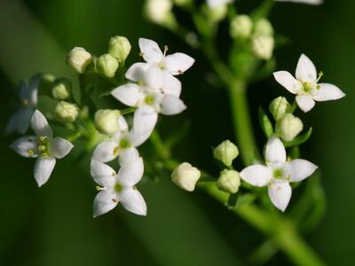 galium harcynicum detail