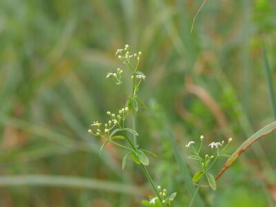 galium mollugo