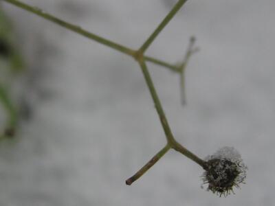 galium odoratum frucht