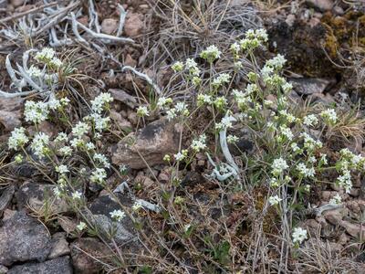 galium oelandicum