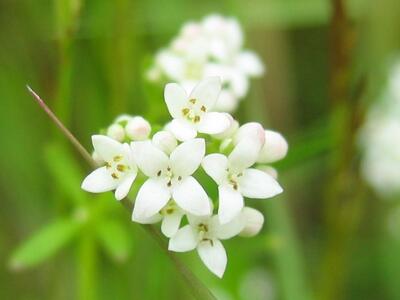 galium palustre detail