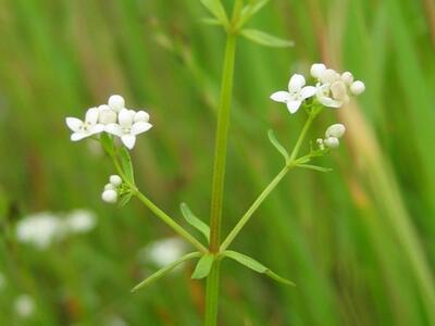 galium palustre habitus