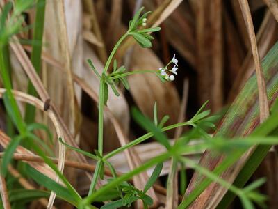 galium palustre ssp elongatum