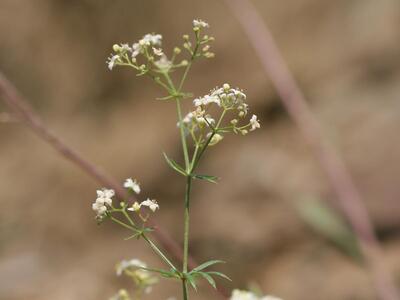 galium pumilum