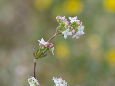 galium saxatile