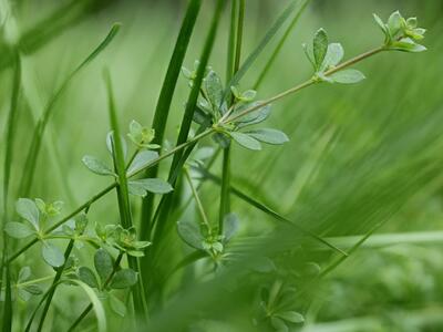 galium saxatile blaetter