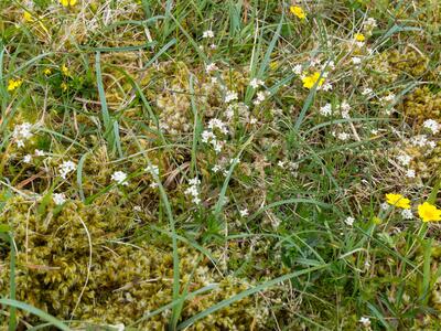 galium saxatile habitus