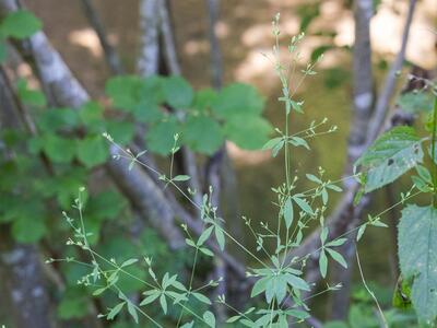 galium sylvaticum