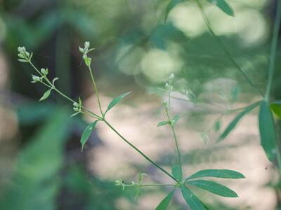 galium sylvaticum detail