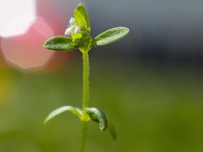 galium trifidum