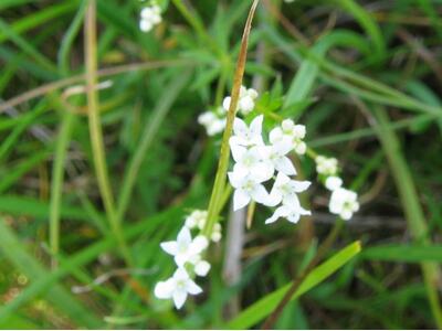 galium uliginosum