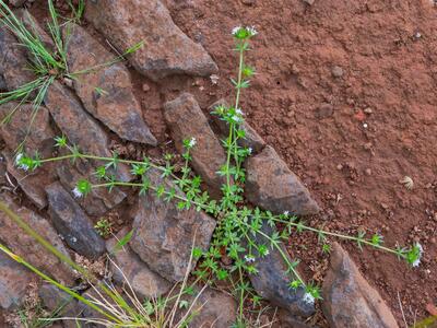 galium verrucosum