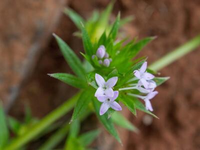 galium verrucosum detail