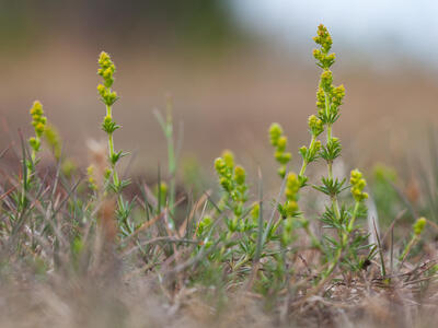 galium verum