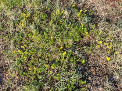 galium verum habitus