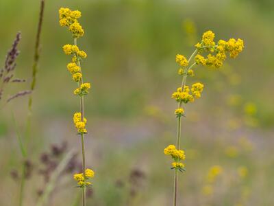 galium wirtgenii