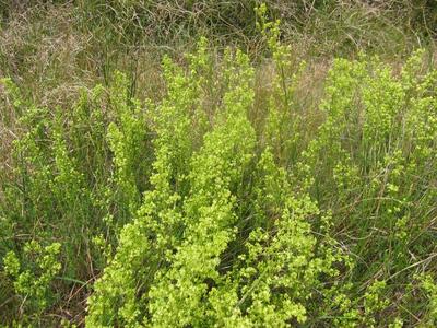 galium x pomeranicum