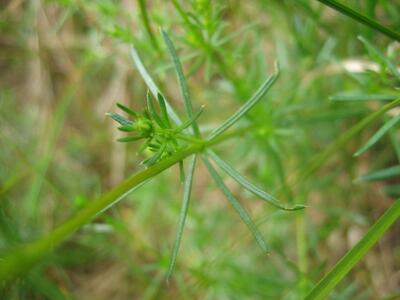 galium x pomeranicum blatt