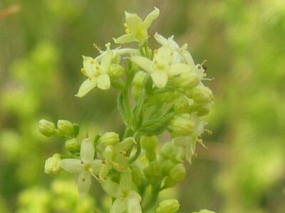 galium x pomeranicum detail