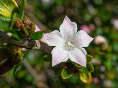 serissa japonica detail