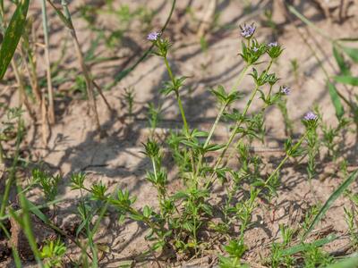 sherardia arvensis