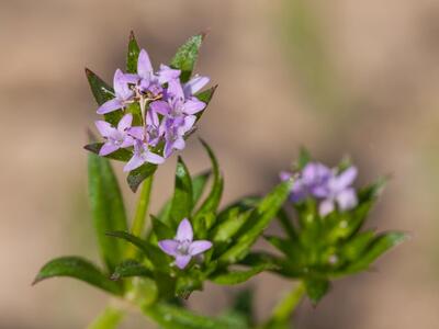 sherardia arvensis detail