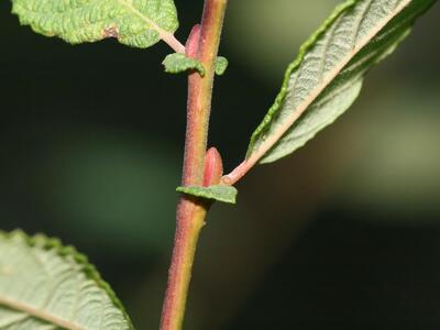 salix aurita