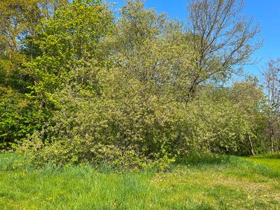 salix caprea