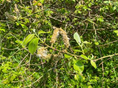 salix caprea bluete