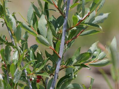 salix daphnoides